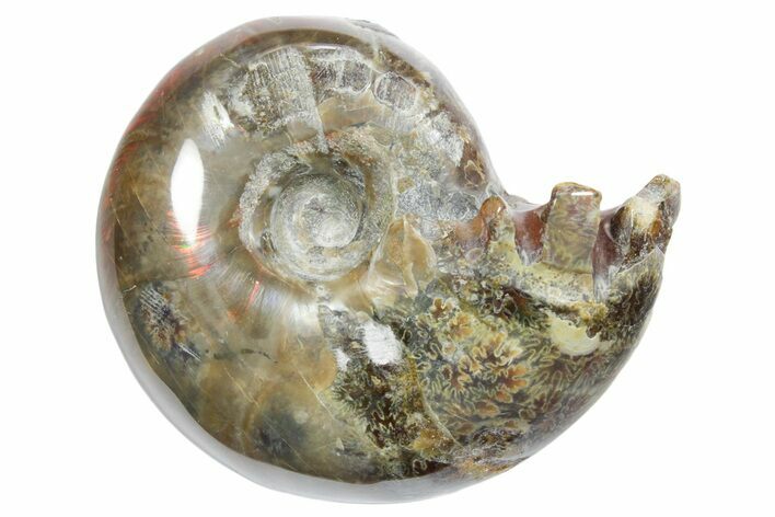 Polished Ammonite (Eotetragonites?) Fossil - Madagascar #349856